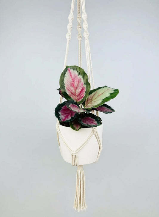 Calathea roseopicta White Cloud in a hanging pot