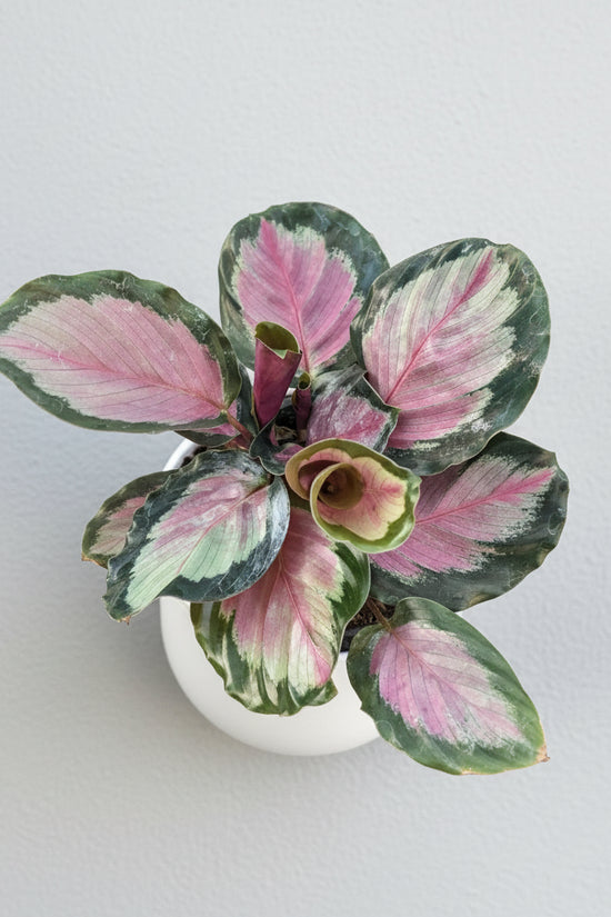 Calathea roseopicta White Cloud in a hanging pot
