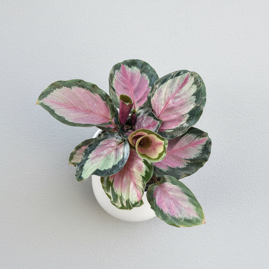 Calathea roseopicta White Cloud in a hanging pot
