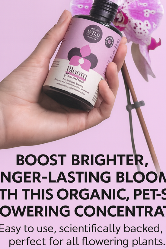 Bloom Concentrate