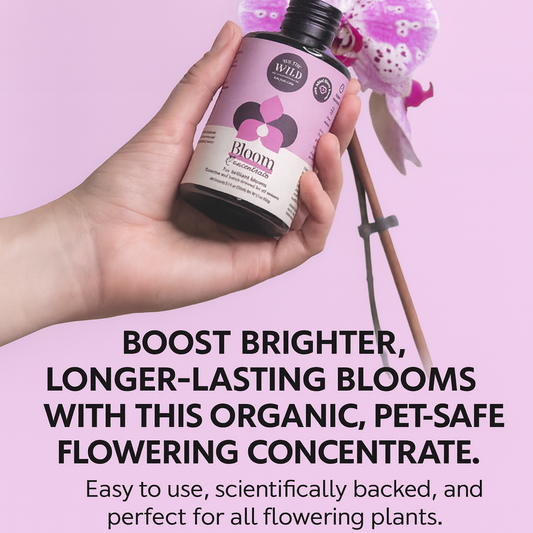 Bloom Concentrate