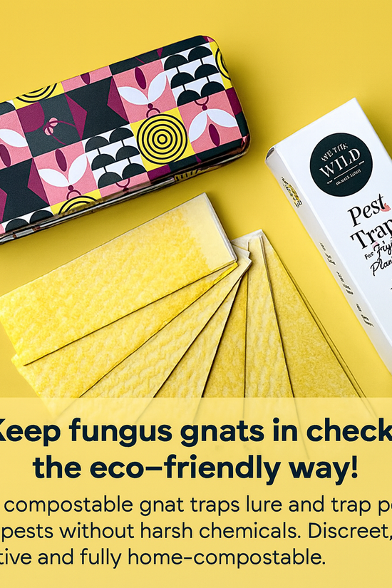 Compostable Gnat Traps