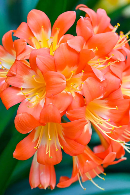 Clivia miniata 'Bush Lily'