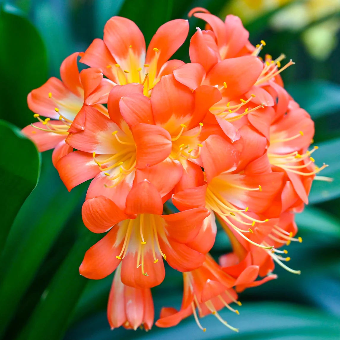 Clivia miniata 'Bush Lily'
