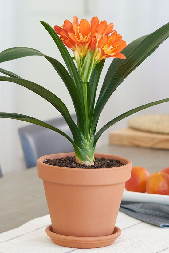 Clivia miniata 'Bush Lily'