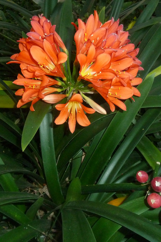 Clivia miniata 'Bush Lily'