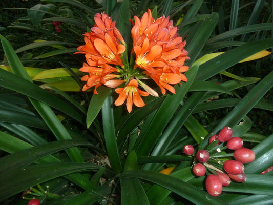 Clivia miniata 'Bush Lily'