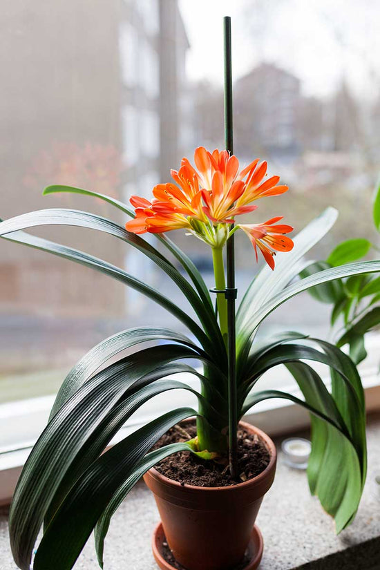 Clivia miniata 'Bush Lily'