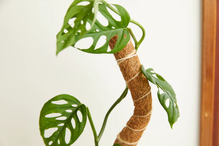 Coco Coir Support Pole