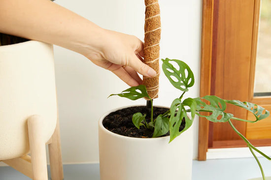 Coco Coir Support Pole