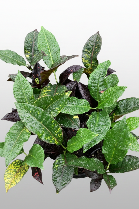 Green leafy Codiaeum variegatum ‘Mad Painter’ plant on a light gray background
