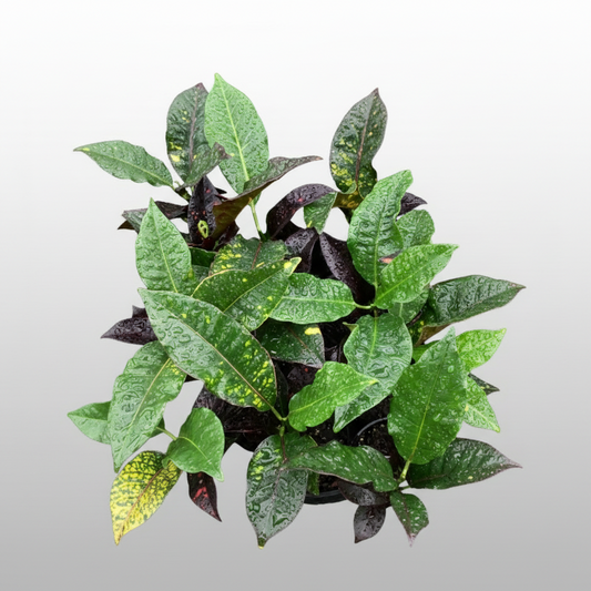 Green leafy Codiaeum variegatum ‘Mad Painter’ plant on a light gray background