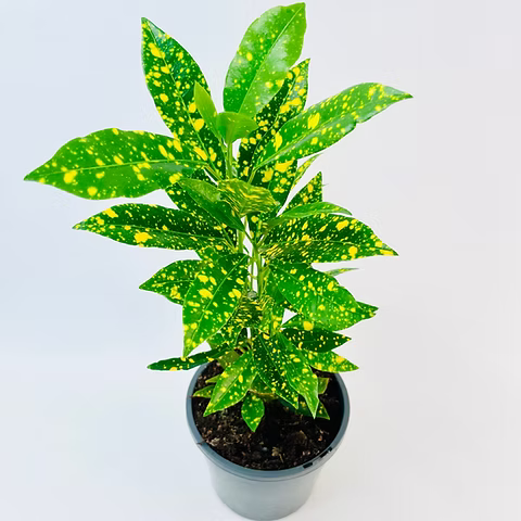 Potted Codiaeum variegatum ‘Mad Painter’ plant with green leaves and yellow spots on a light gray background