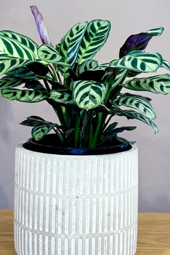Potted Ctenanthe burle-marxii 'Fishbone Prayer Plant' with a white textured pot on a wooden surface and grey background