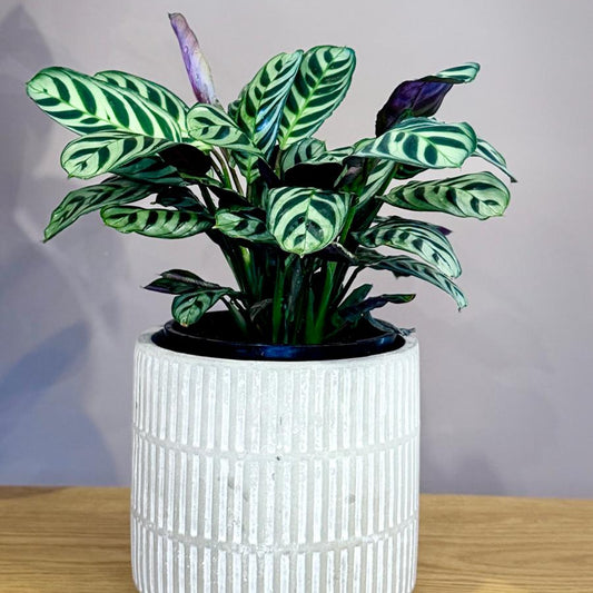 Potted Ctenanthe burle-marxii 'Fishbone Prayer Plant' with a white textured pot on a wooden surface and grey background