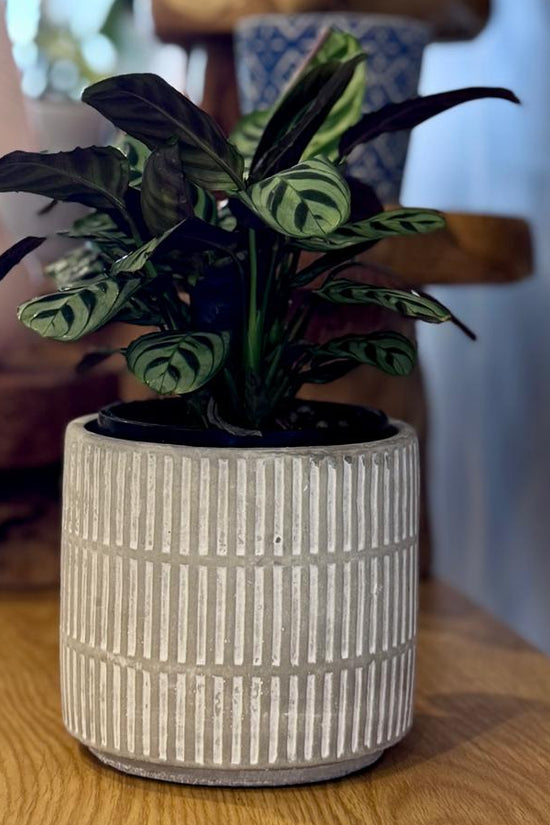 Small potted Ctenanthe burle-marxii 'Fishbone Prayer Plant' in a textured pot on a wooden surface with blurred background
