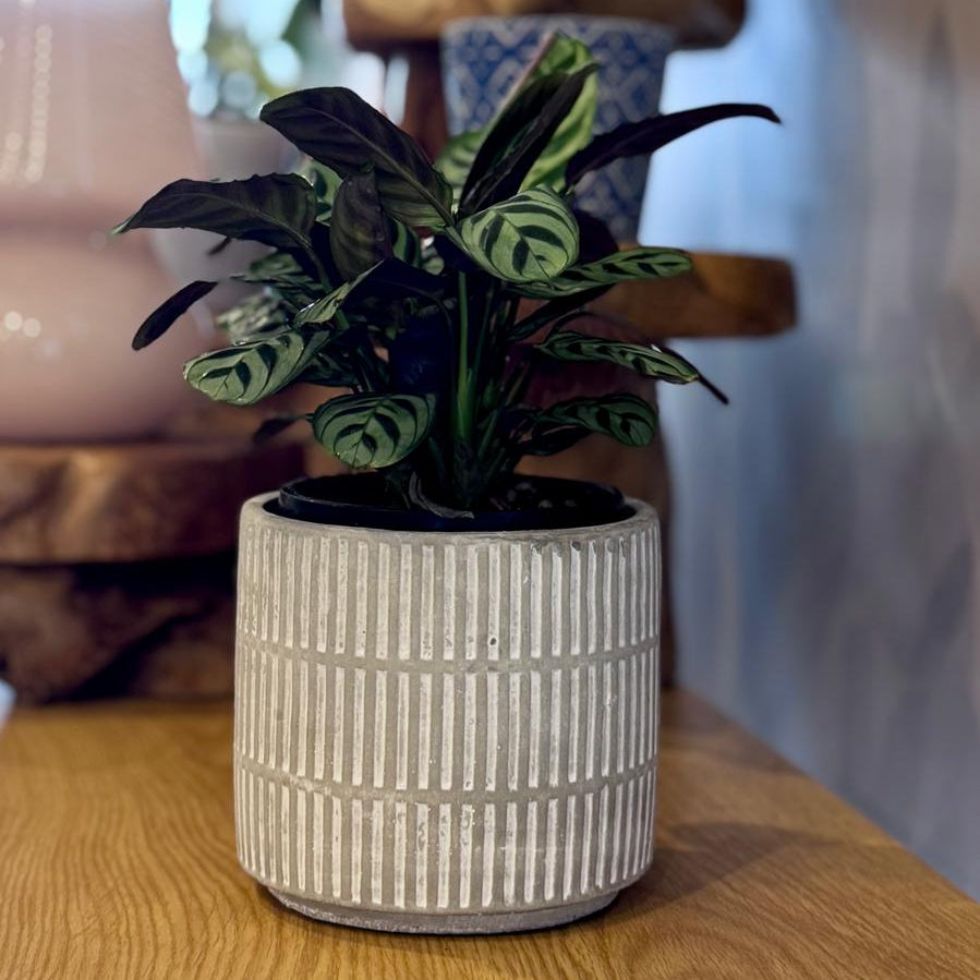 Small potted Ctenanthe burle-marxii 'Fishbone Prayer Plant' in a textured pot on a wooden surface with blurred background