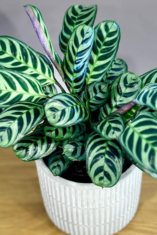 Potted Ctenanthe burle-marxii 'Fishbone Prayer Plant' with green and white leaves on a wooden surface