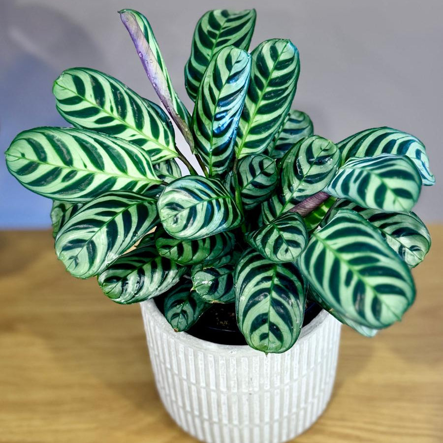 Potted Ctenanthe burle-marxii 'Fishbone Prayer Plant' with green and white leaves on a wooden surface