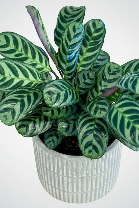 Potted Ctenanthe burle-marxii 'Fishbone Prayer Plant' with green and purple leaves on a wooden surface