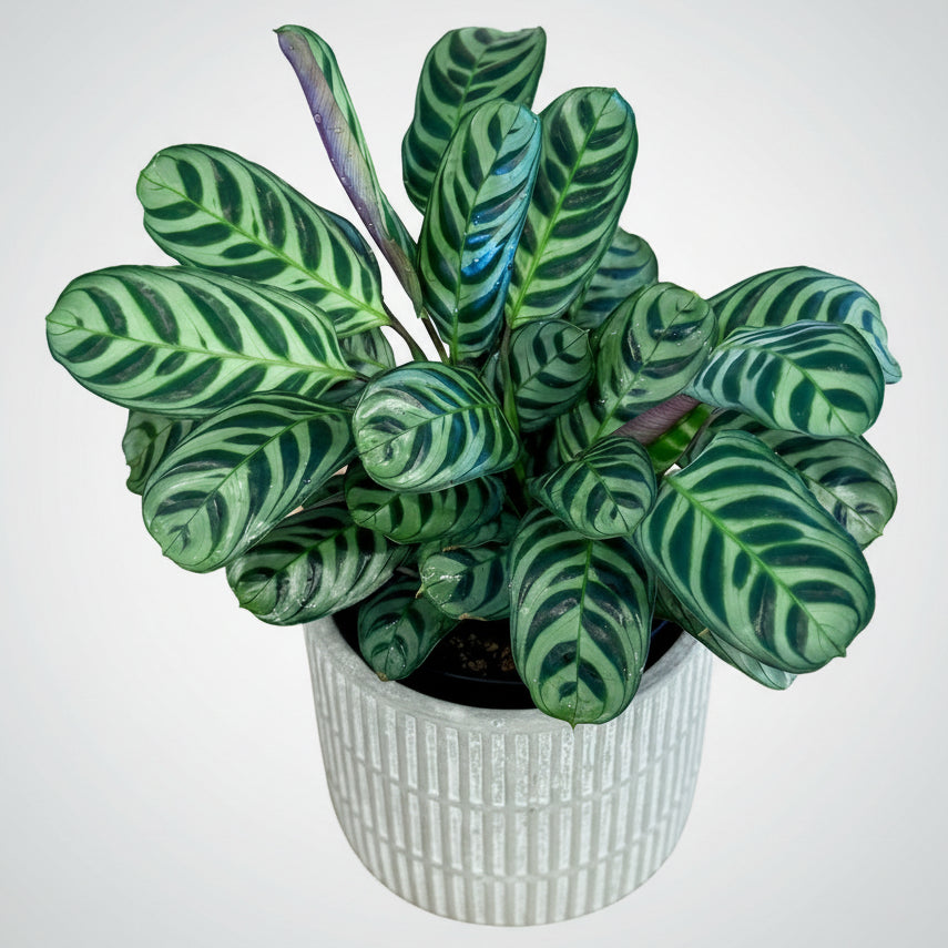 Potted Ctenanthe burle-marxii 'Fishbone Prayer Plant' with green and purple leaves on a wooden surface