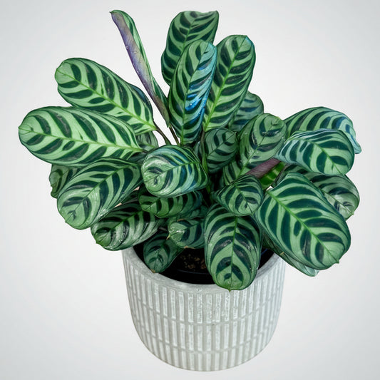 Potted Ctenanthe burle-marxii 'Fishbone Prayer Plant' with green and purple leaves on a wooden surface