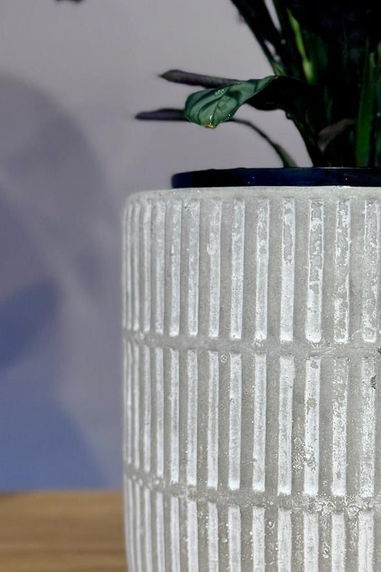 Potted Ctenanthe burle-marxii 'Fishbone Prayer Plant' in a textured white vase against a plain background
