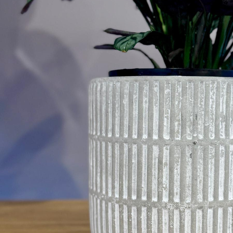 Potted Ctenanthe burle-marxii 'Fishbone Prayer Plant' in a textured white vase against a plain background