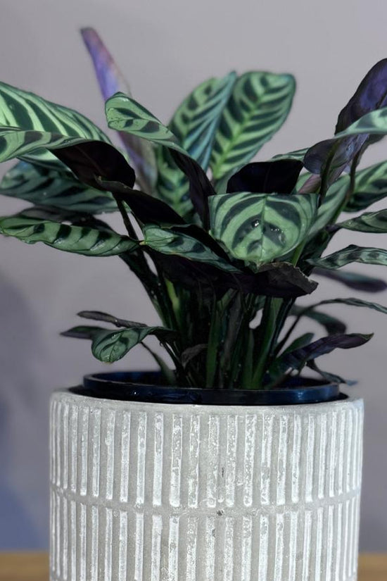 Potted Ctenanthe burle-marxii 'Fishbone Prayer Plant' with striped leaves in a textured white pot on a wooden surface.