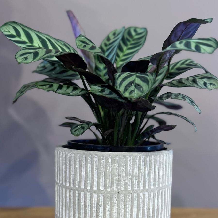 Potted Ctenanthe burle-marxii 'Fishbone Prayer Plant' with striped leaves in a textured white pot on a wooden surface.