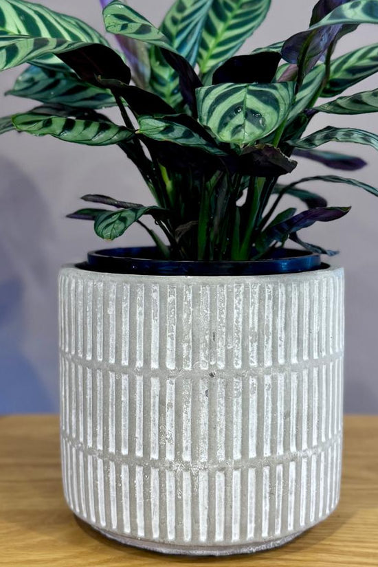 Potted Ctenanthe burle-marxii 'Fishbone Prayer Plant' with green leaves in a textured white pot on a wooden surface.
