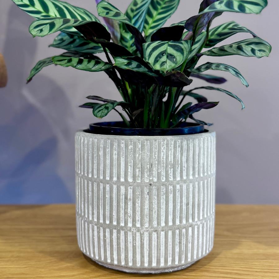 Potted Ctenanthe burle-marxii 'Fishbone Prayer Plant' with green leaves in a textured white pot on a wooden surface.