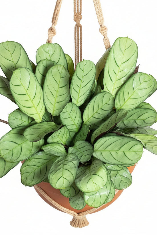 Ctenantheburle-marxii_Amagris