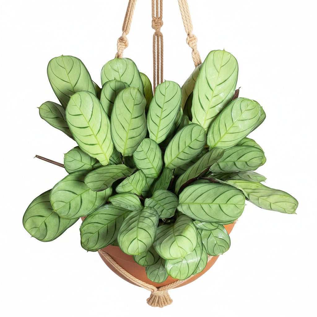 Ctenantheburle-marxii_Amagris