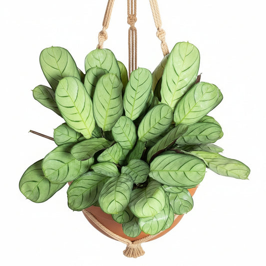 Ctenantheburle-marxii_Amagris