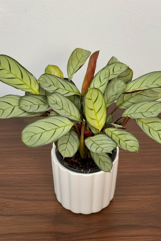 Ctenantheburle marxii Amagris Never Never Plant