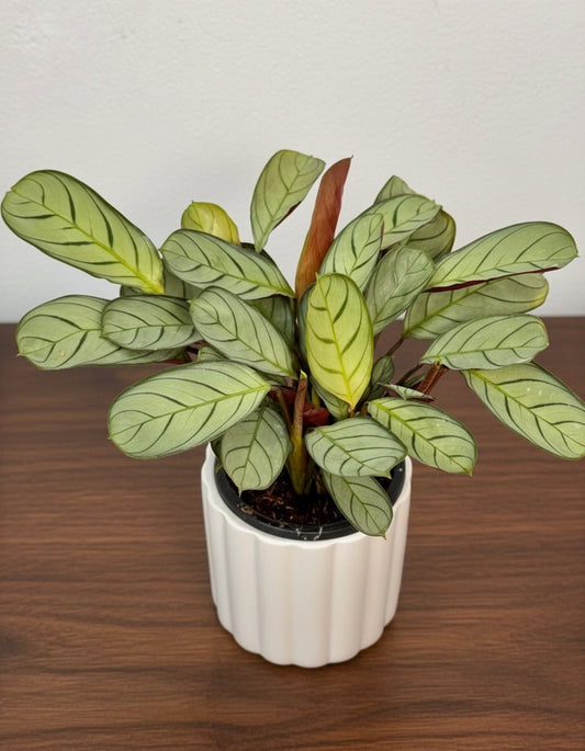 Ctenantheburle marxii Amagris Never Never Plant