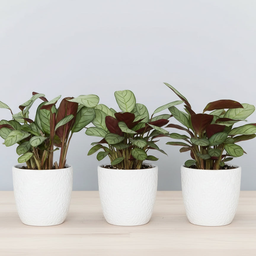 Ctenantheburle marxii Amagris Never Never Plant