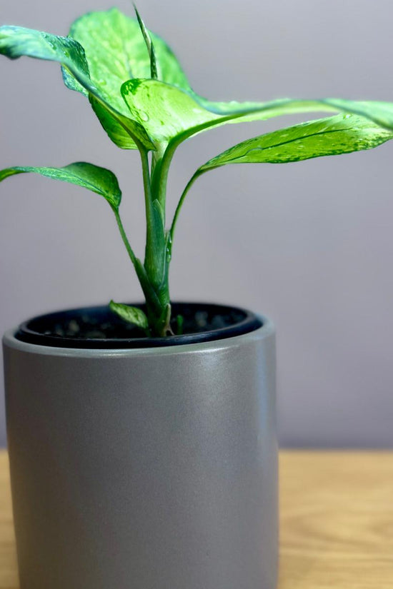 Dieffenbachia memoria corsii 'Dumb Cane' 