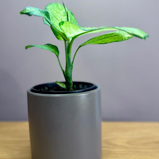 Dieffenbachia memoria corsii 'Dumb Cane' 
