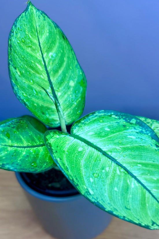 Potted Dieffenbachia memoria corsii 'Dumb Cane' plant with green leaves on a wooden surface and blue background