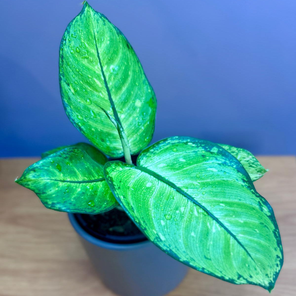 Potted Dieffenbachia memoria corsii 'Dumb Cane' plant with green leaves on a wooden surface and blue background