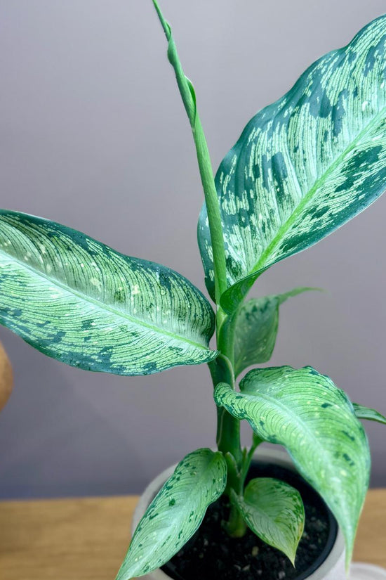 Potted Dieffenbachia memoria corsii 'Dumb Cane' plant with green leaves on a wooden surface against a grey wall