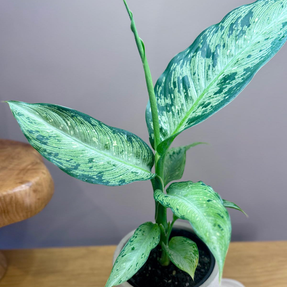 Potted Dieffenbachia memoria corsii 'Dumb Cane' plant with green leaves on a wooden surface against a grey wall