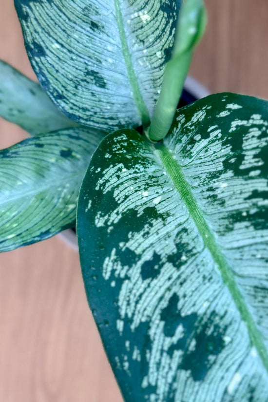 Close-up of a Dieffenbachia memoria corsii 'Dumb Cane' plant with green and white leaves on a wooden surface