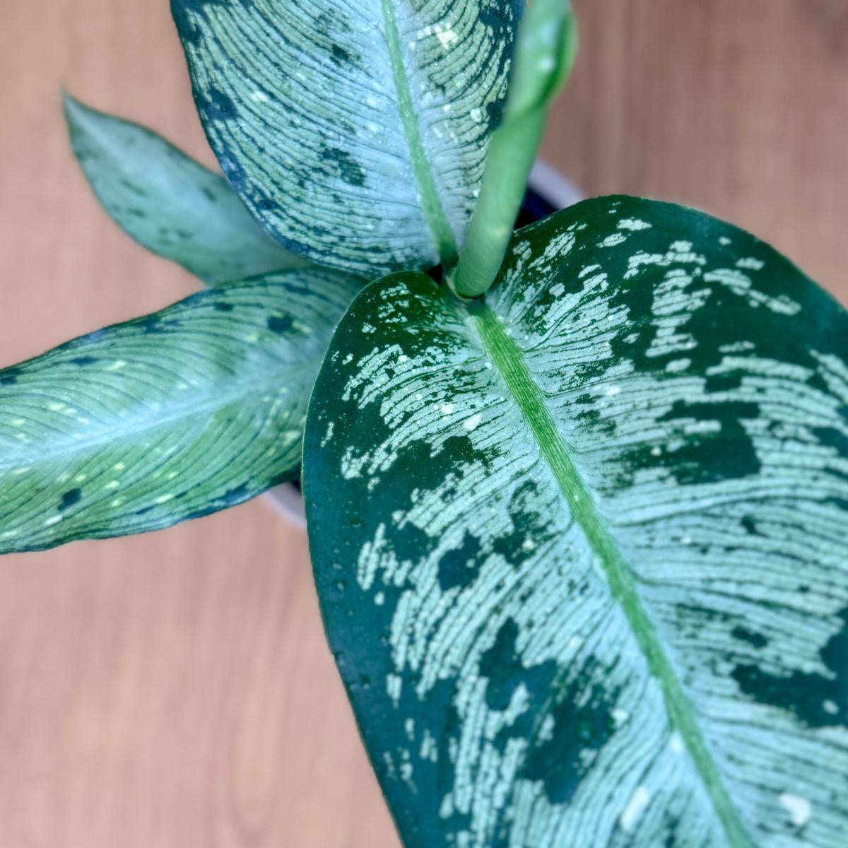Close-up of a Dieffenbachia memoria corsii 'Dumb Cane' plant with green and white leaves on a wooden surface