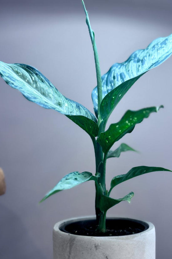 Potted Dieffenbachia memoria corsii 'Dumb Cane' plant in a grey pot on a wooden surface with a grey background