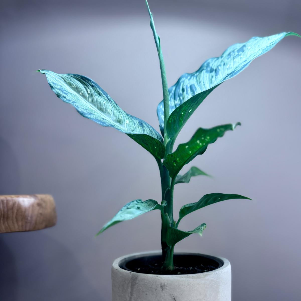 Potted Dieffenbachia memoria corsii 'Dumb Cane' plant in a grey pot on a wooden surface with a grey background