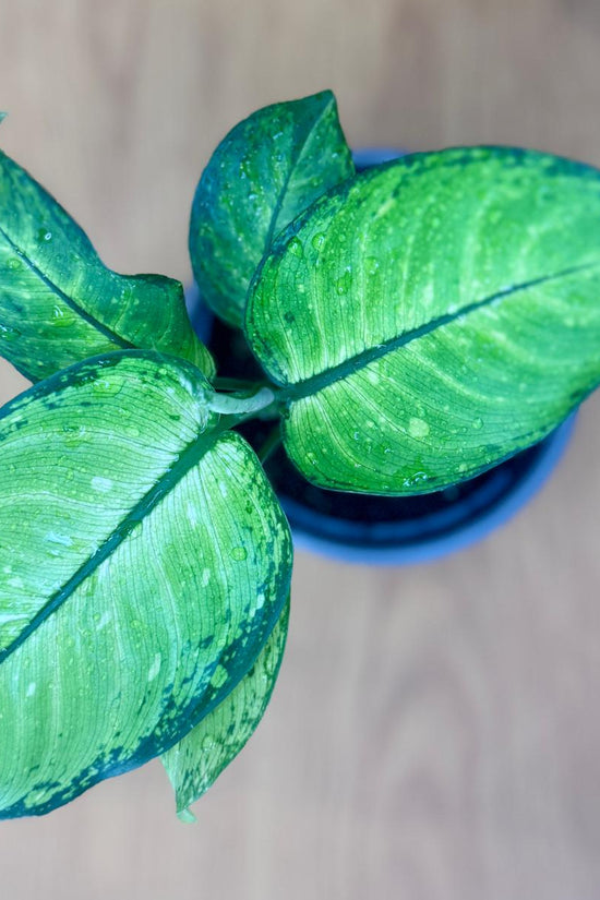Small Dieffenbachia memoria corsii 'Dumb Cane' plant with green leaves on a wooden surface