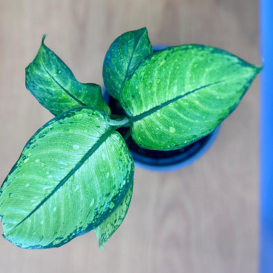 Small Dieffenbachia memoria corsii 'Dumb Cane' plant with green leaves on a wooden surface